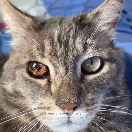 Photo de chat retrouvé à Ermont