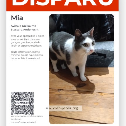 Photo 1/1 Mia Chat perdu à Anderlecht