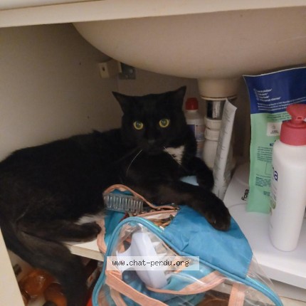 Photo de chat perdu à Angers