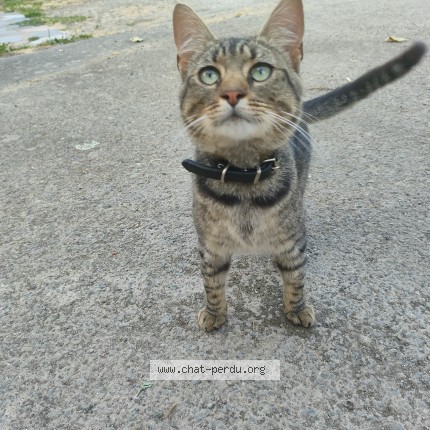 Photo 1/1 Chat trouvé Trouvé à Montours