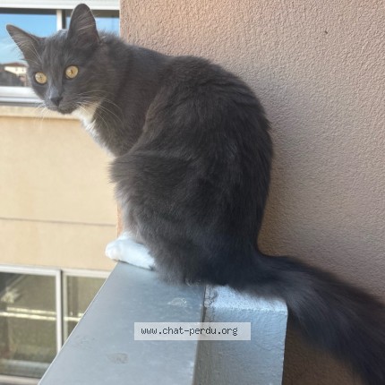 Photo de chat perdu à Colomiers