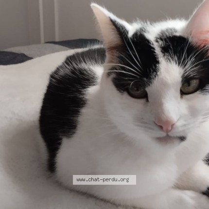 Photo de chat perdu à Groslay