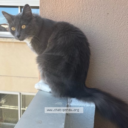 Photo de chat perdu à Colomiers