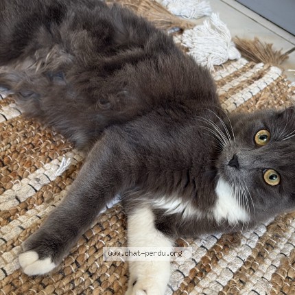Photo 2/3 mimine RETROUV&Eacute; Chat perdu à Colomiers