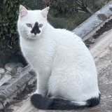 Eustache