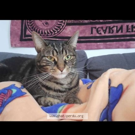 Photo 1/1 eevee Chat perdu à Montreal
