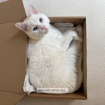 Photo de chat perdu à Bordeaux