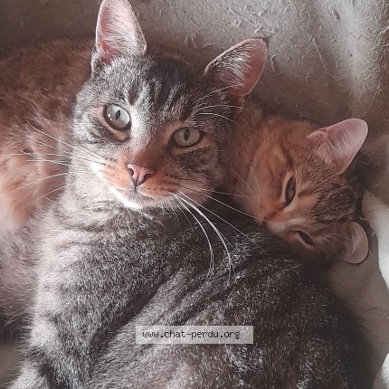 Photo 2/2 Chat retrouvé Perdu à Ribeyret