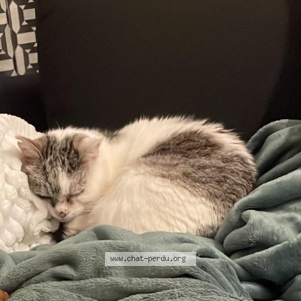 Photo de chat perdu à Val D Edre D Auxence