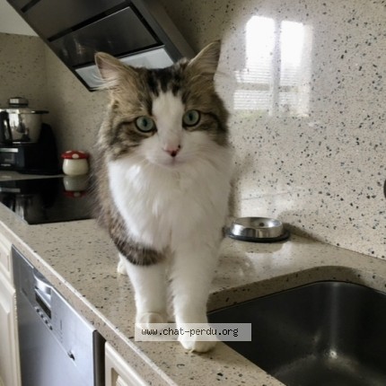 Photo de chat perdu à Barges