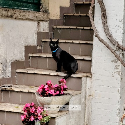 Photo 3/3 R&eacute;glisse Chat perdu à Pompey