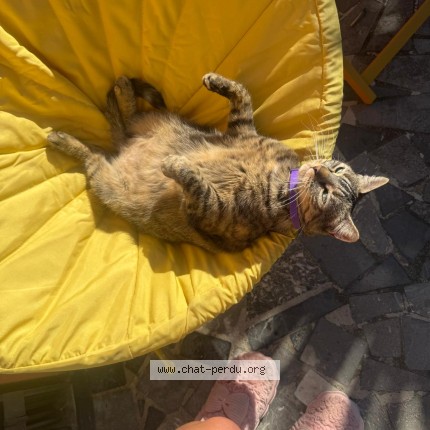 Photo de chat perdu à Tarbes