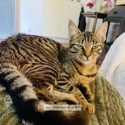 Photo de chat perdu à La Haye