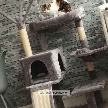 Photo de chat perdu à Villeneuve La Guyard