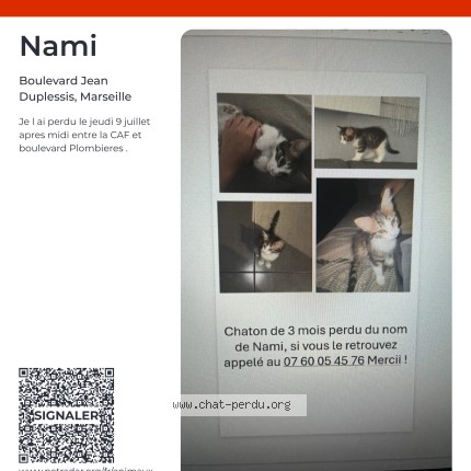 Photo de chat perdu à Marseille