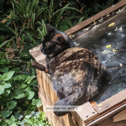 Photo de chat perdu à Villeurbanne