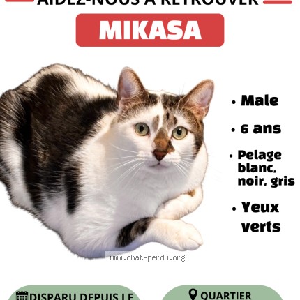 Photo 1/1 Mikasa Chat perdu à Lyon