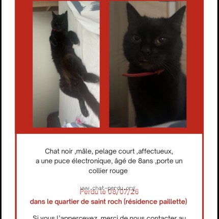 Photo 1/1 grizly Chat perdu à Le Havre
