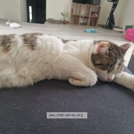 Photo de chat perdu à Andouille