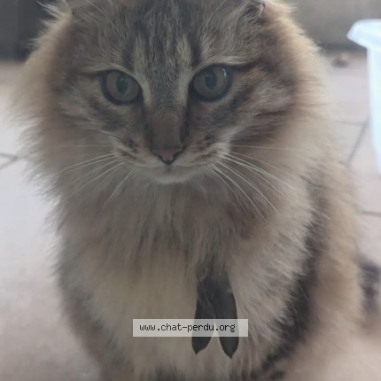 Photo de chat perdu à Montpellier