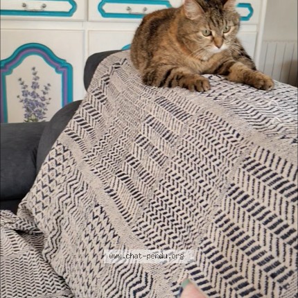 Photo de chat perdu à Figanieres