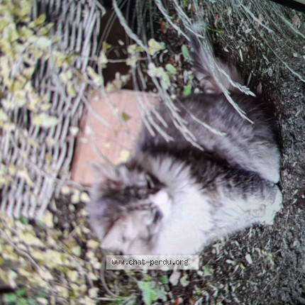 Photo 1/1 Chat retrouvé Perdu à Braives