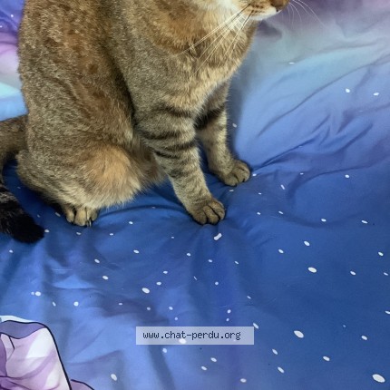 Photo de chat perdu à Montauban