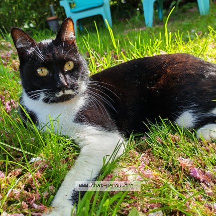 Photo de chat perdu à Gorron