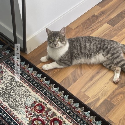 Photo 1/1 Chat retrouvé Perdu à Calgary