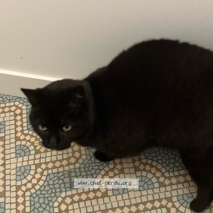 Photo de chat perdu à Lille