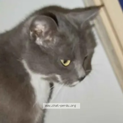 Photo 1/1 nounouche Chat perdu à Cusset