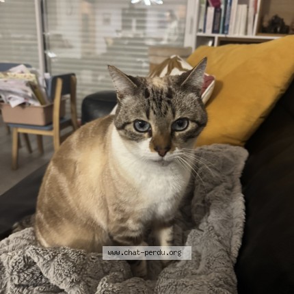 Photo de chat perdu à Bassussarry
