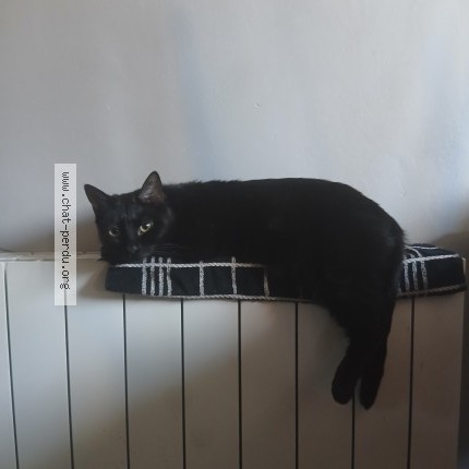 Photo 1/1 Circé Chat perdu à Grenoble