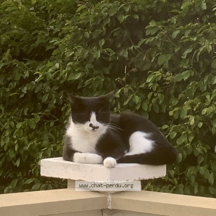 Photo 1/1 Loki Chat perdu à Coubron