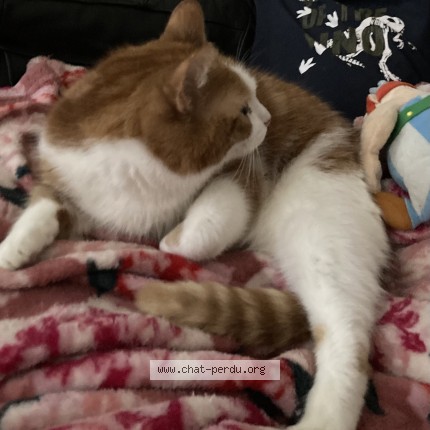 Photo de chat trouvé à Tarare