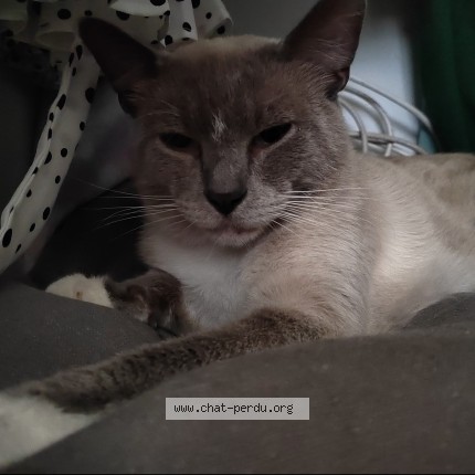 Photo 1/1 Chat trouvé Trouvé à Tourcoing