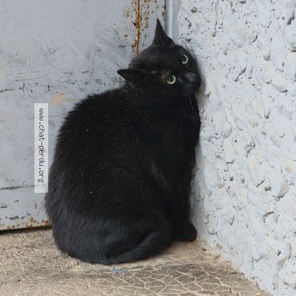 Photo 1/1 Chat trouvé Trouvé à Mont Saint Aignan