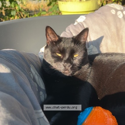 Photo 1/1 Samahël Chat perdu à St Doulchard