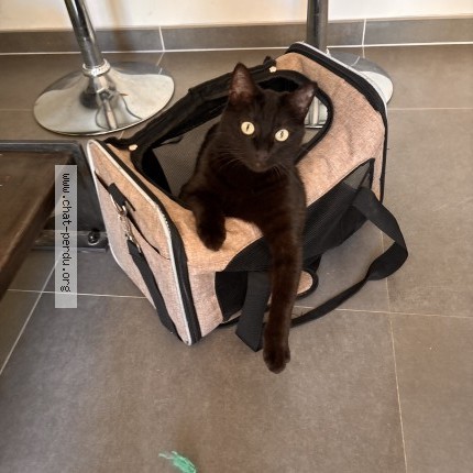 Photo de chat retrouvé à Hyeres