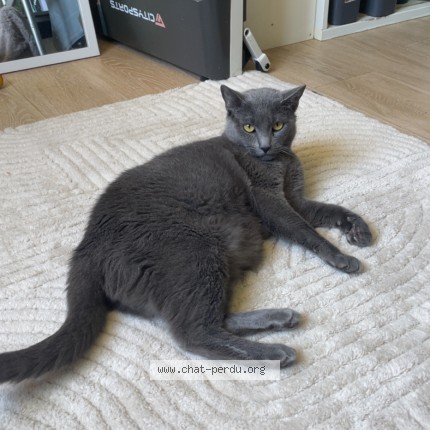 Photo de chat perdu à Le Plessis Robinson