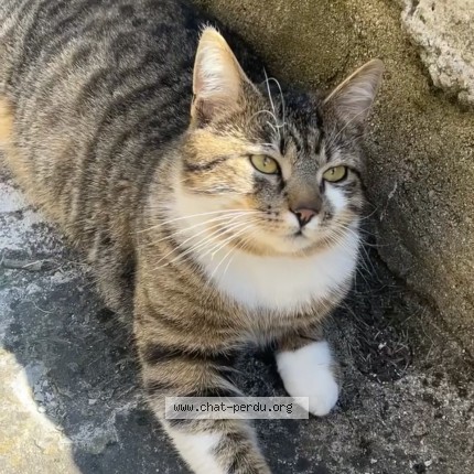 Photo de chat perdu à Langogne