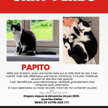 Photo de chat perdu à Biarritz