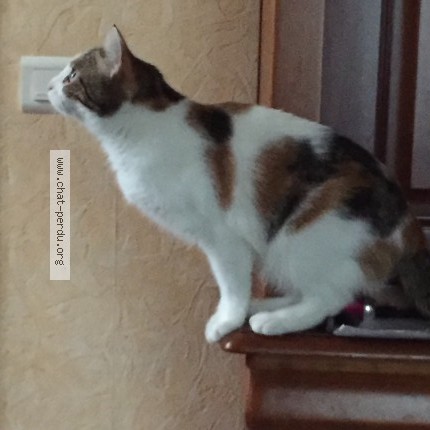 Photo de chat retrouvé à Lieuran Les Beziers