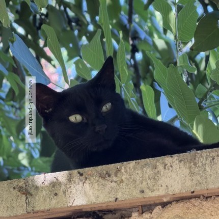 Photo de chat perdu à Bathernay