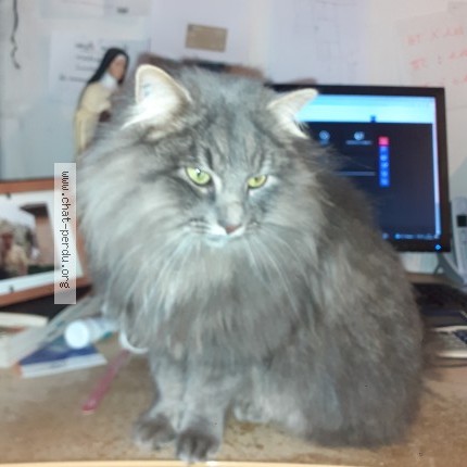 Photo 1/1 Chat retrouvé Perdu à Courdemanche