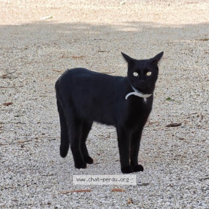 Photo de chat perdu à Biziat