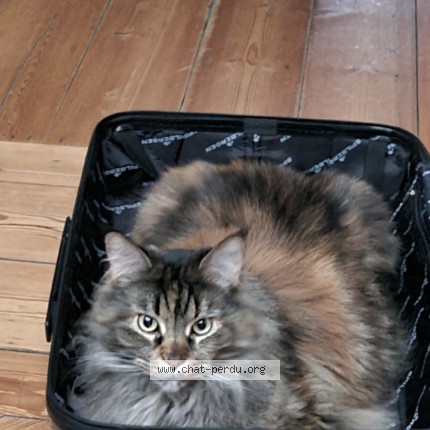Photo de chat perdu à Lille
