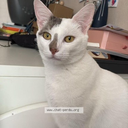 Photo de chat perdu à Limeil Brevannes