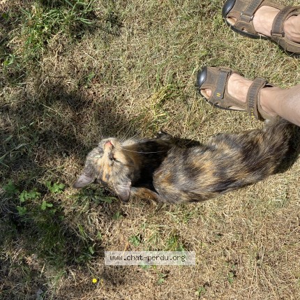 Photo 1/1 Chat trouvé Trouvé à Pampelonne