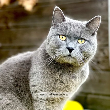 Photo 1/1 vador Chat perdu à Ternay